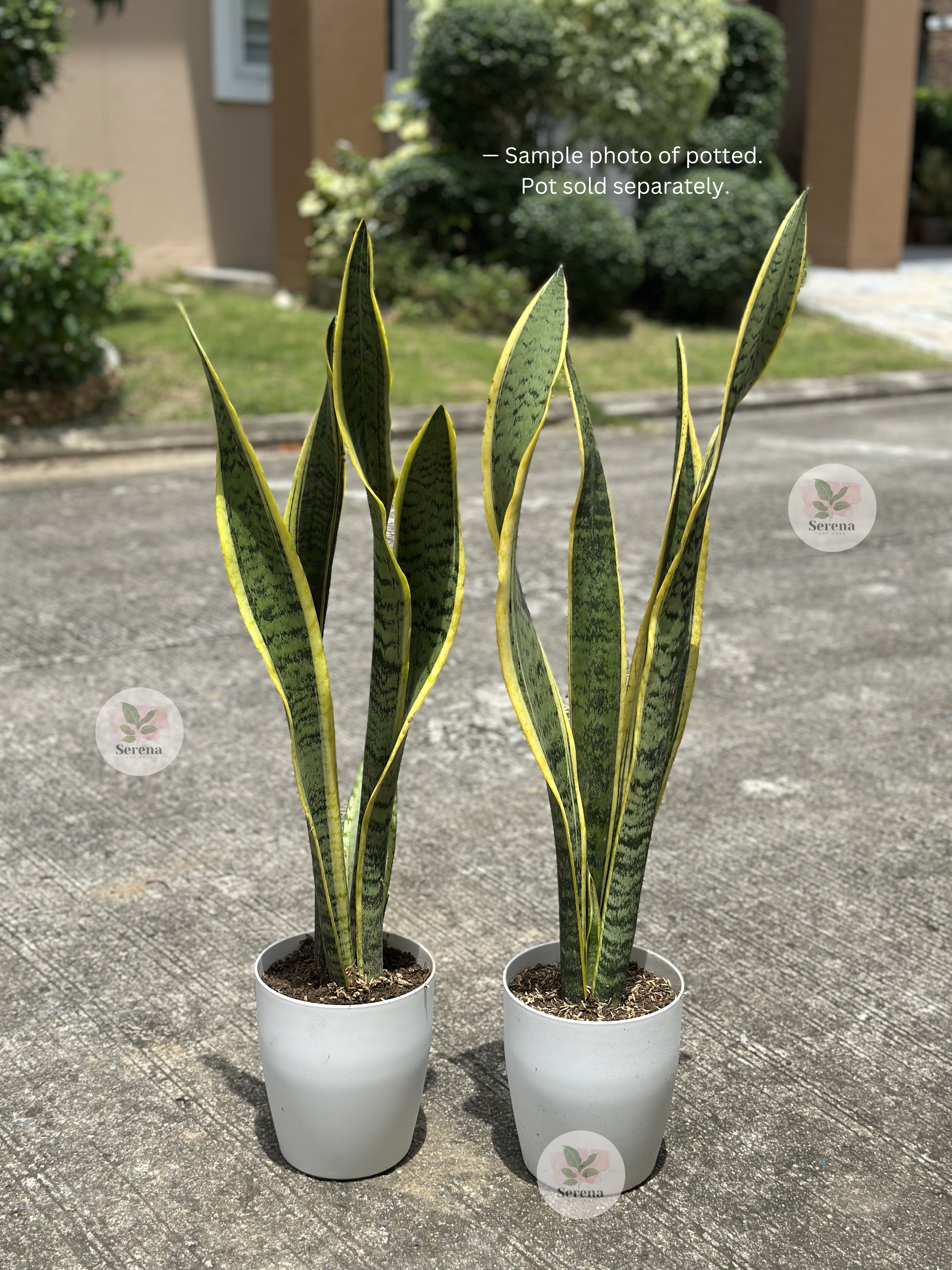 Snake Plant