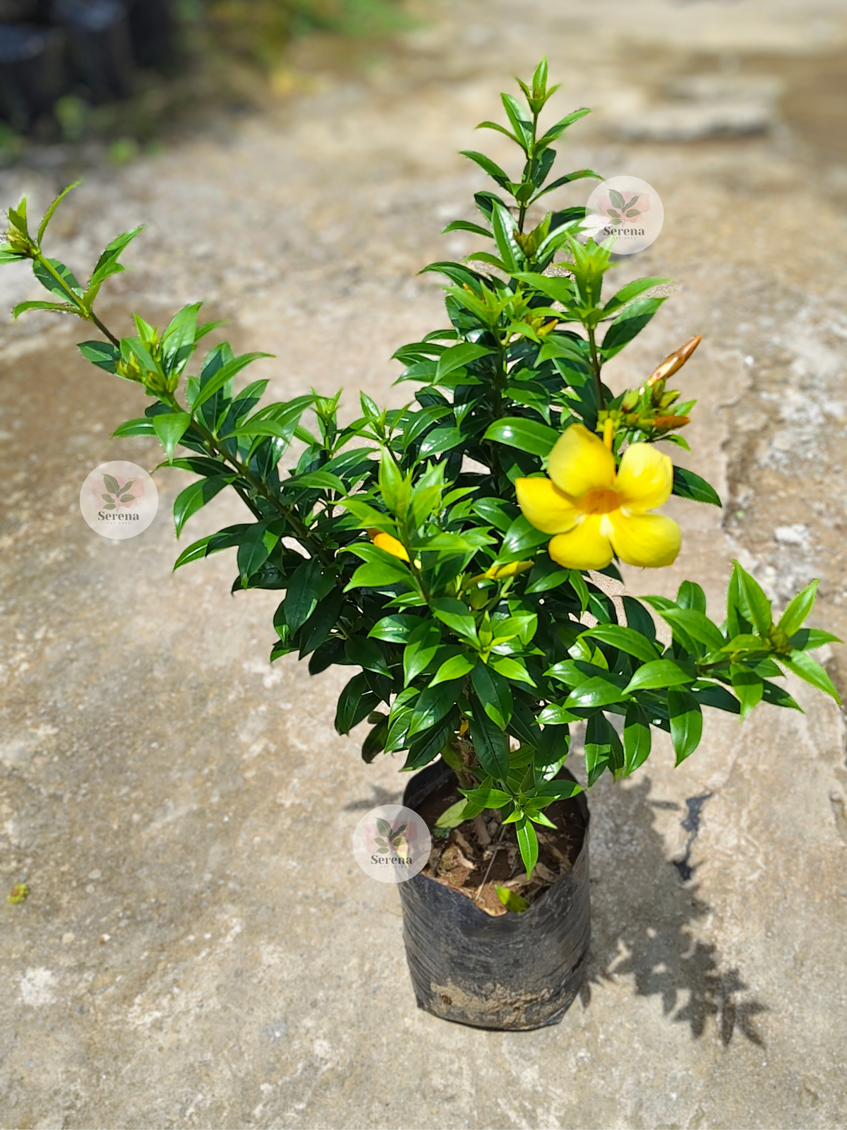 Dwarf Yellow Bell