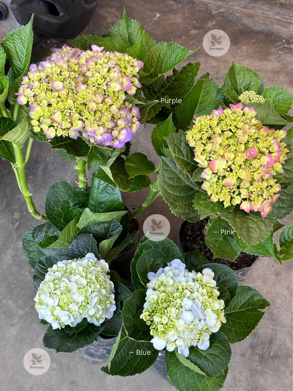 Hydrangea