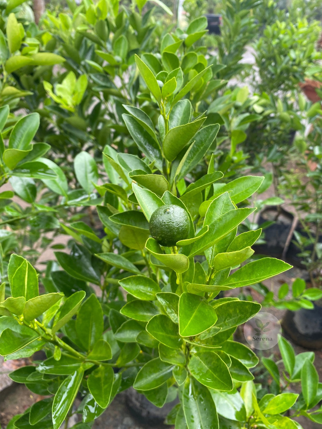 Calamansi