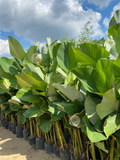 Calathea Lutea
