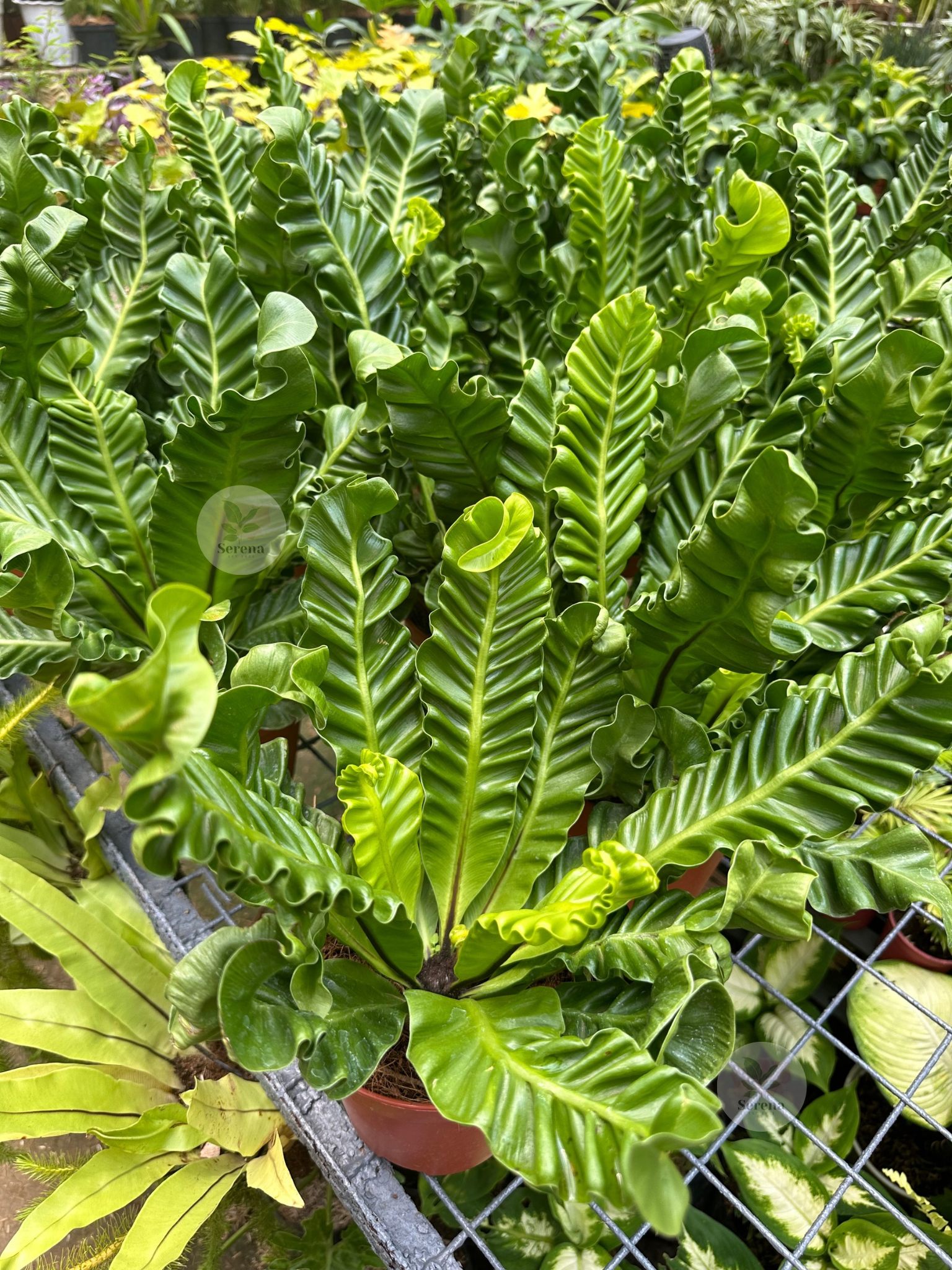Cobra Fern