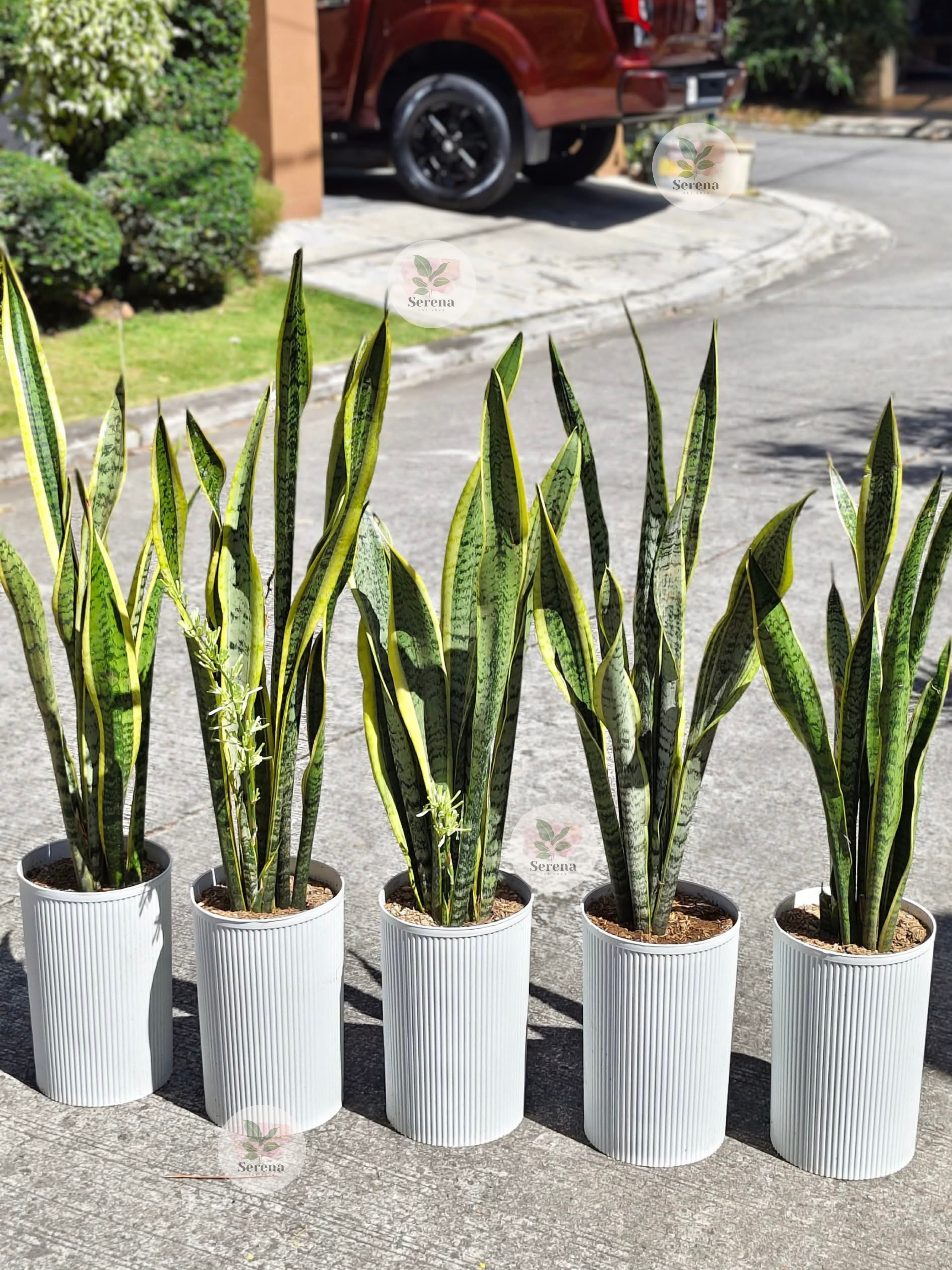 2 in 1 Snake Plant