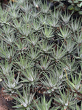 Zebra Haworthia