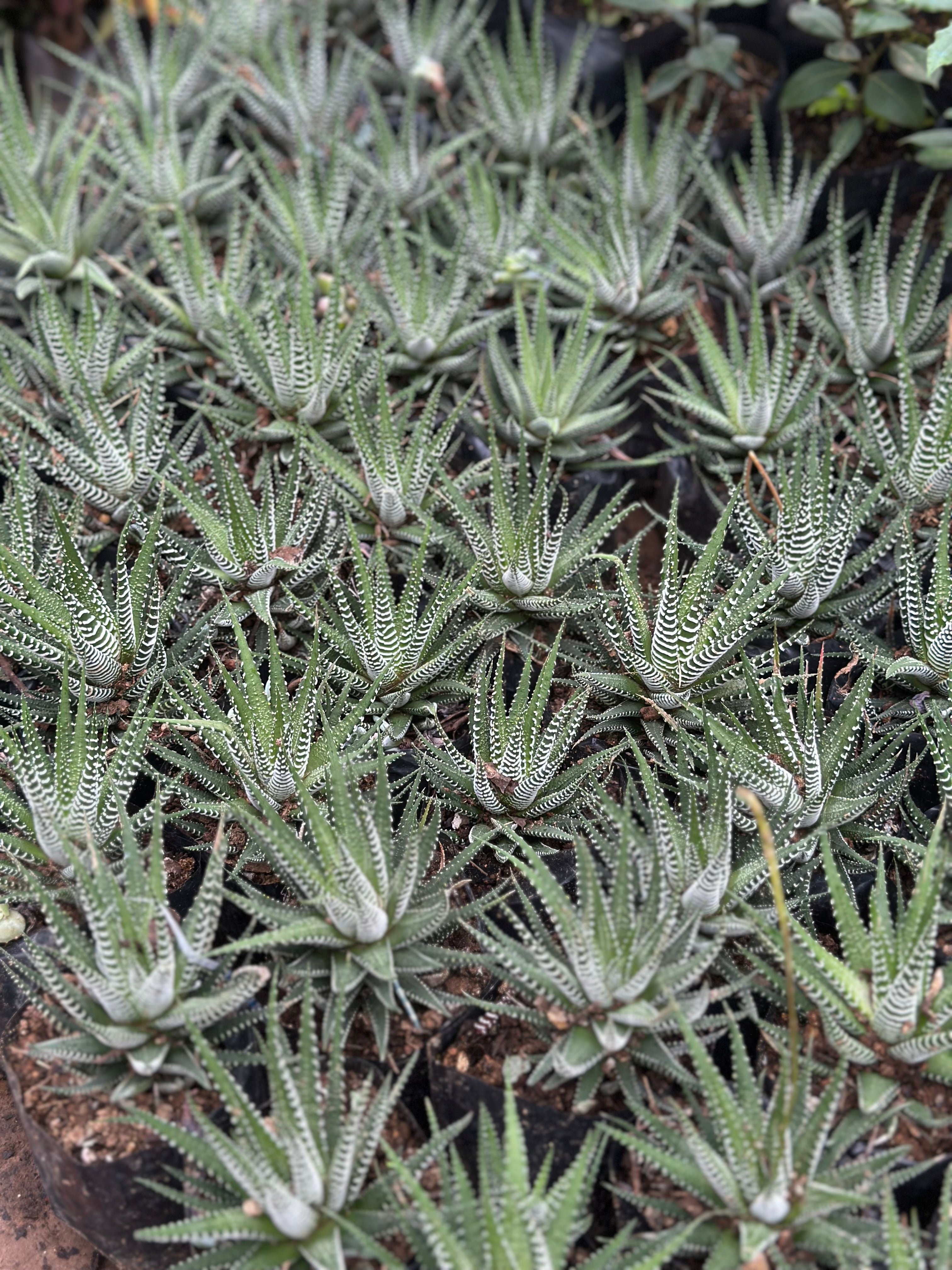 Zebra Haworthia