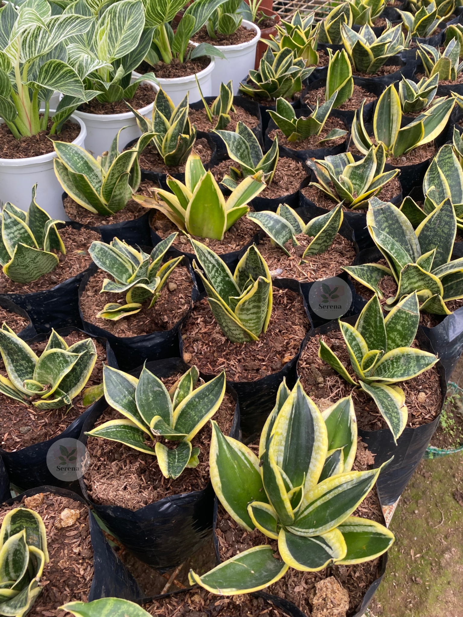 Dwarf Snake Plant