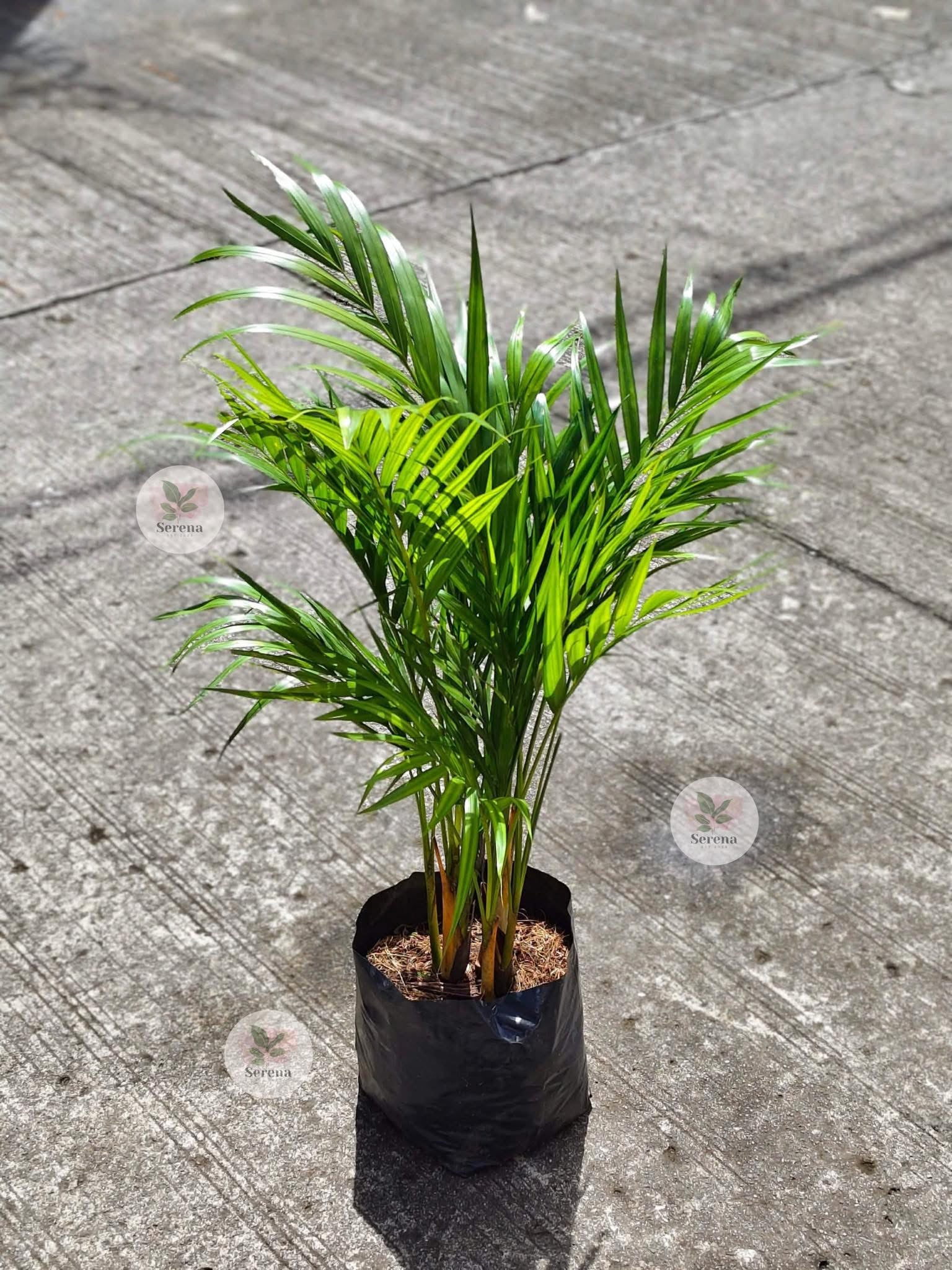 Areca Palm Multibranch