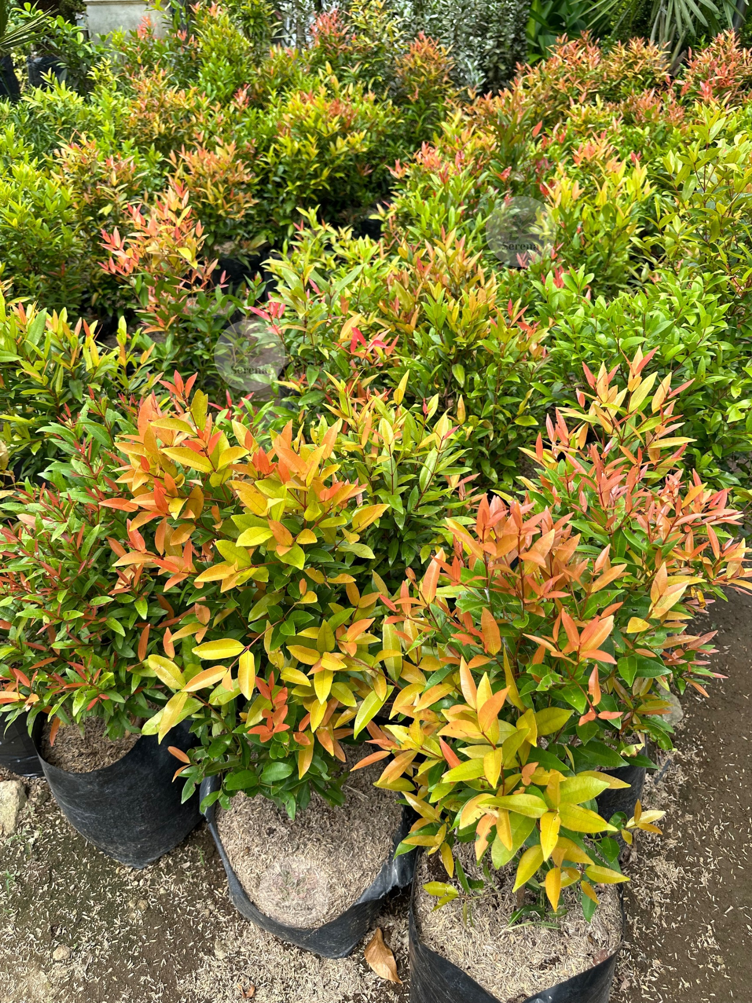 Orange Eugenia