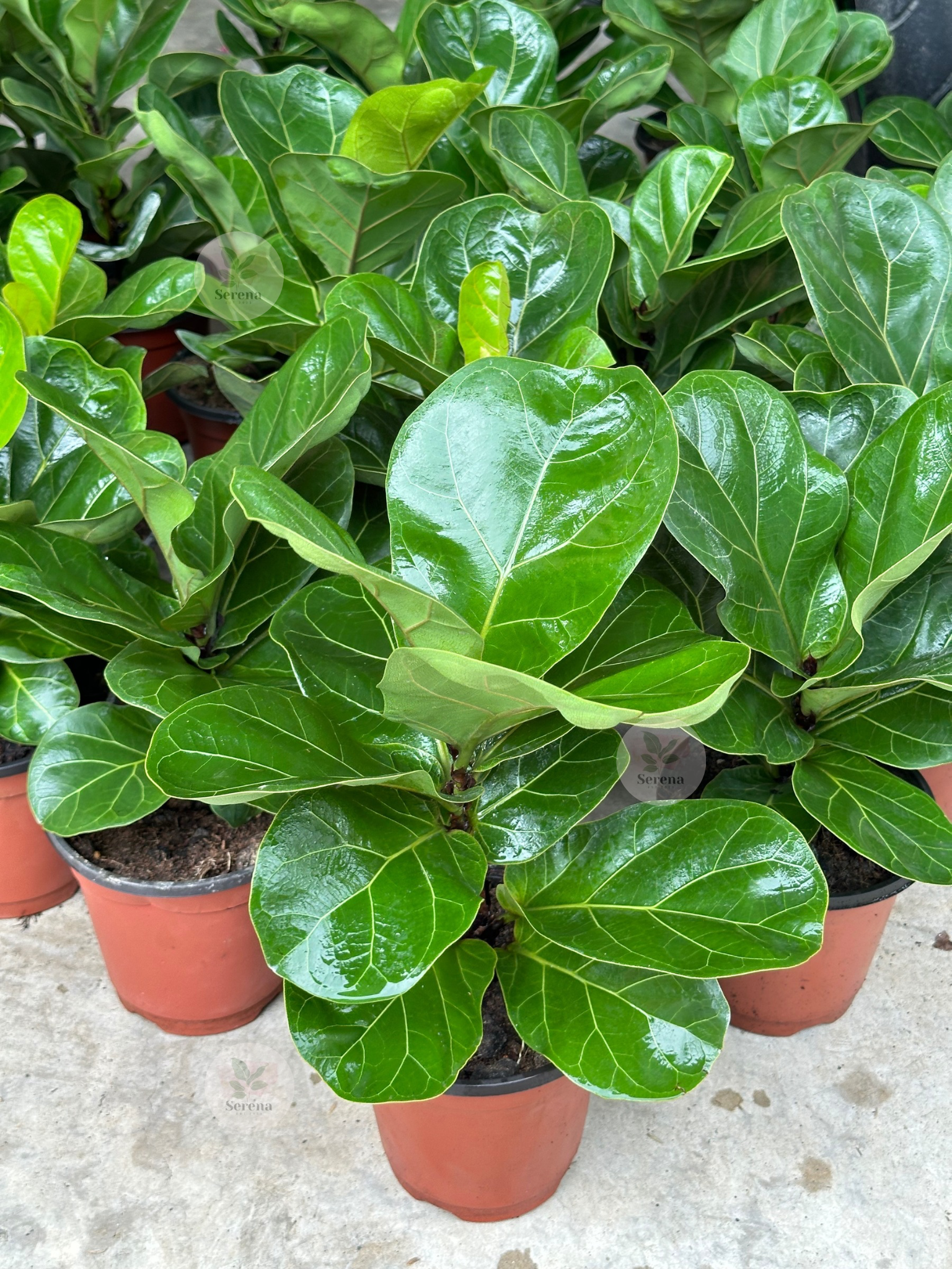 Fiddle Leaf Fig