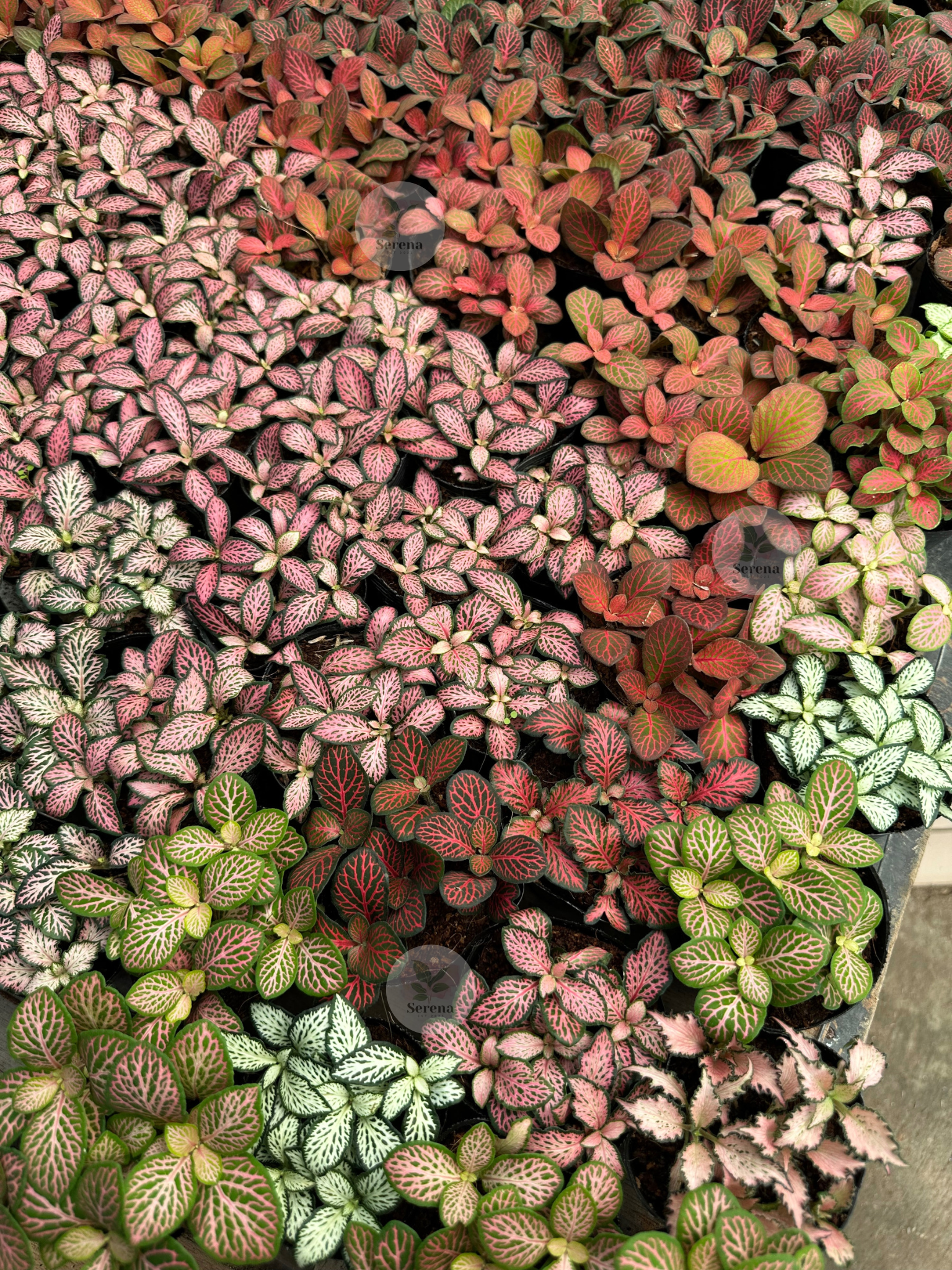 Fittonia