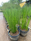 Horsetail