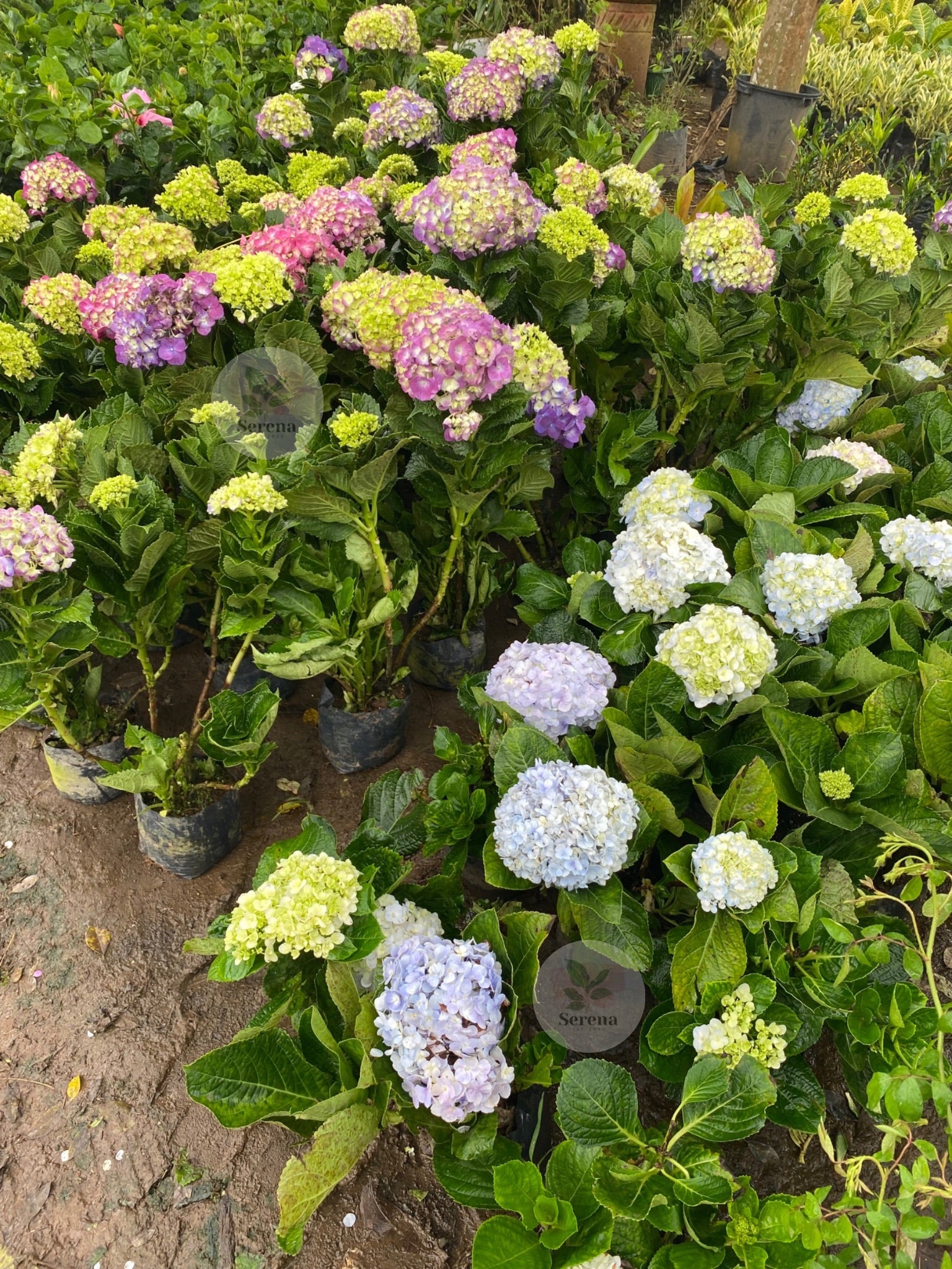 Hydrangea