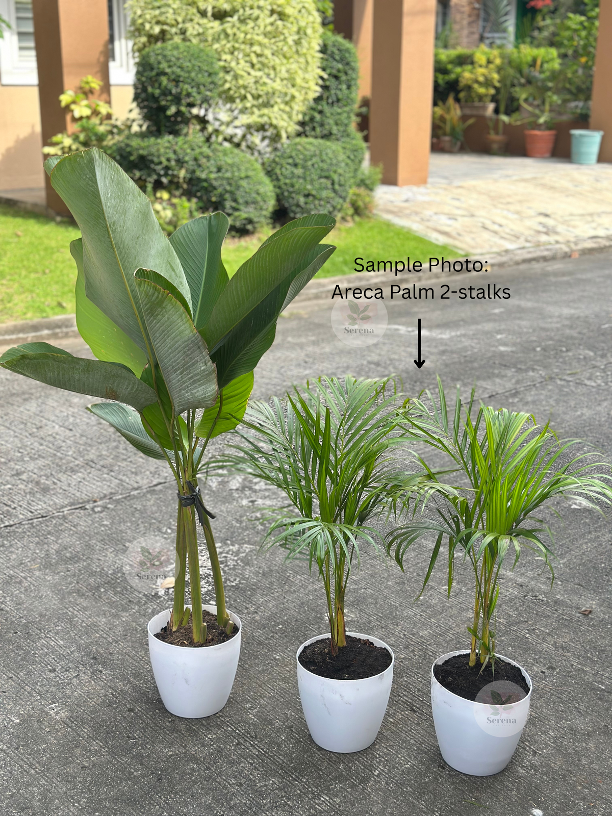 Areca Palm 2-stalks