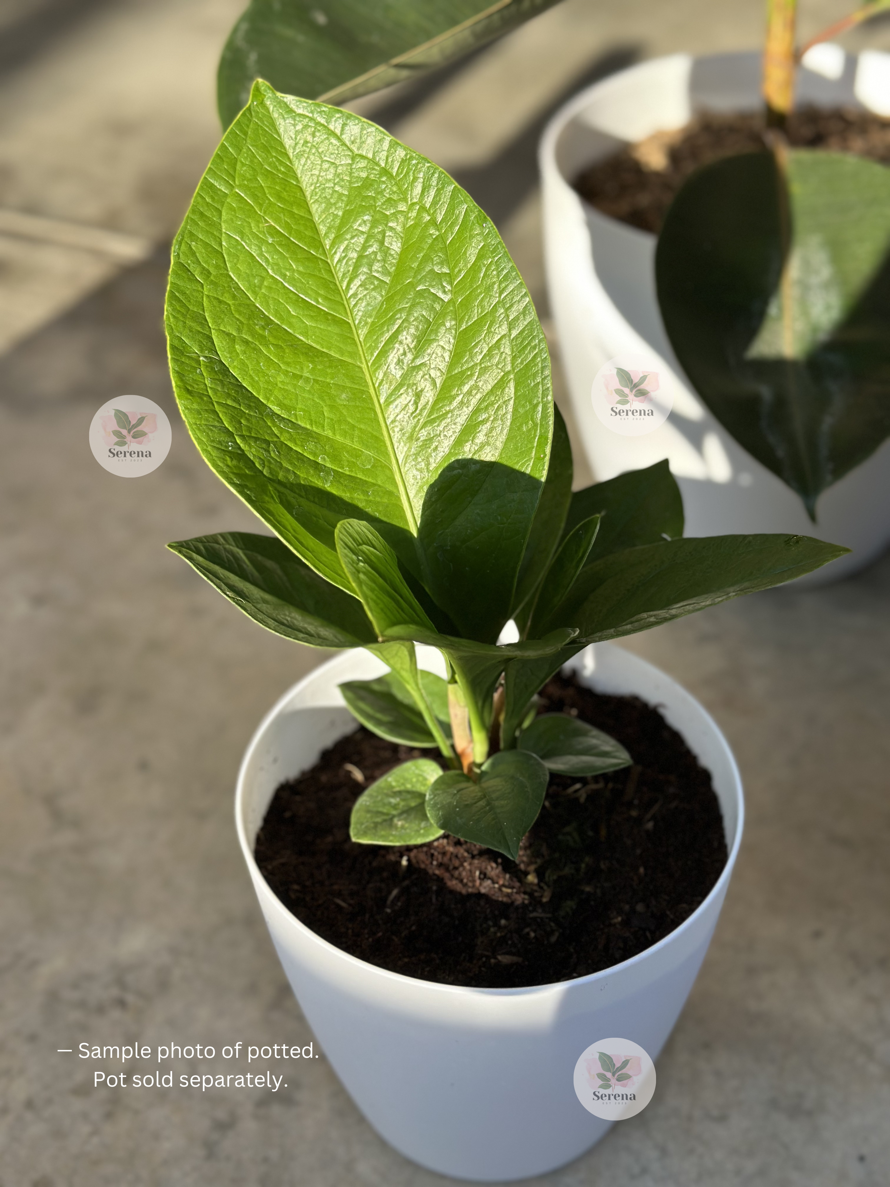Anthurium Jenmanii