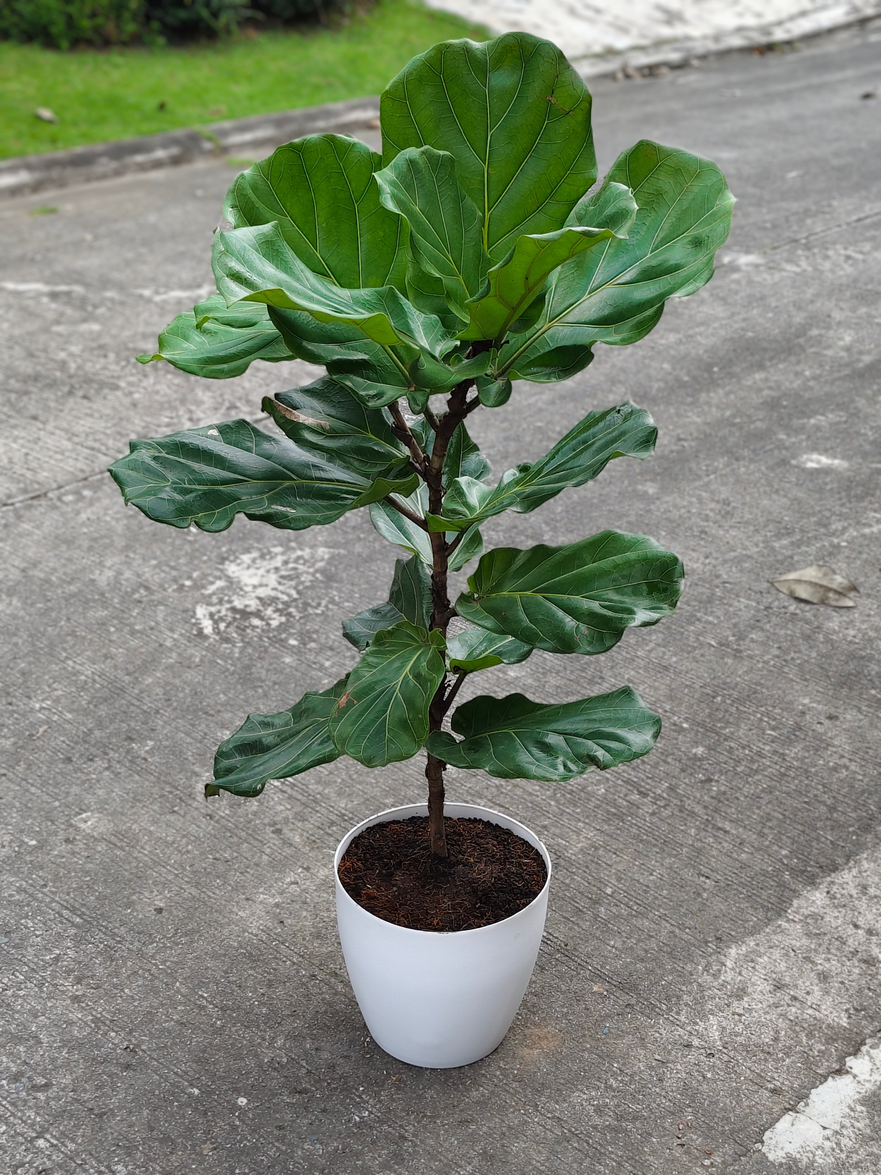 Fiddle Leaf Fig