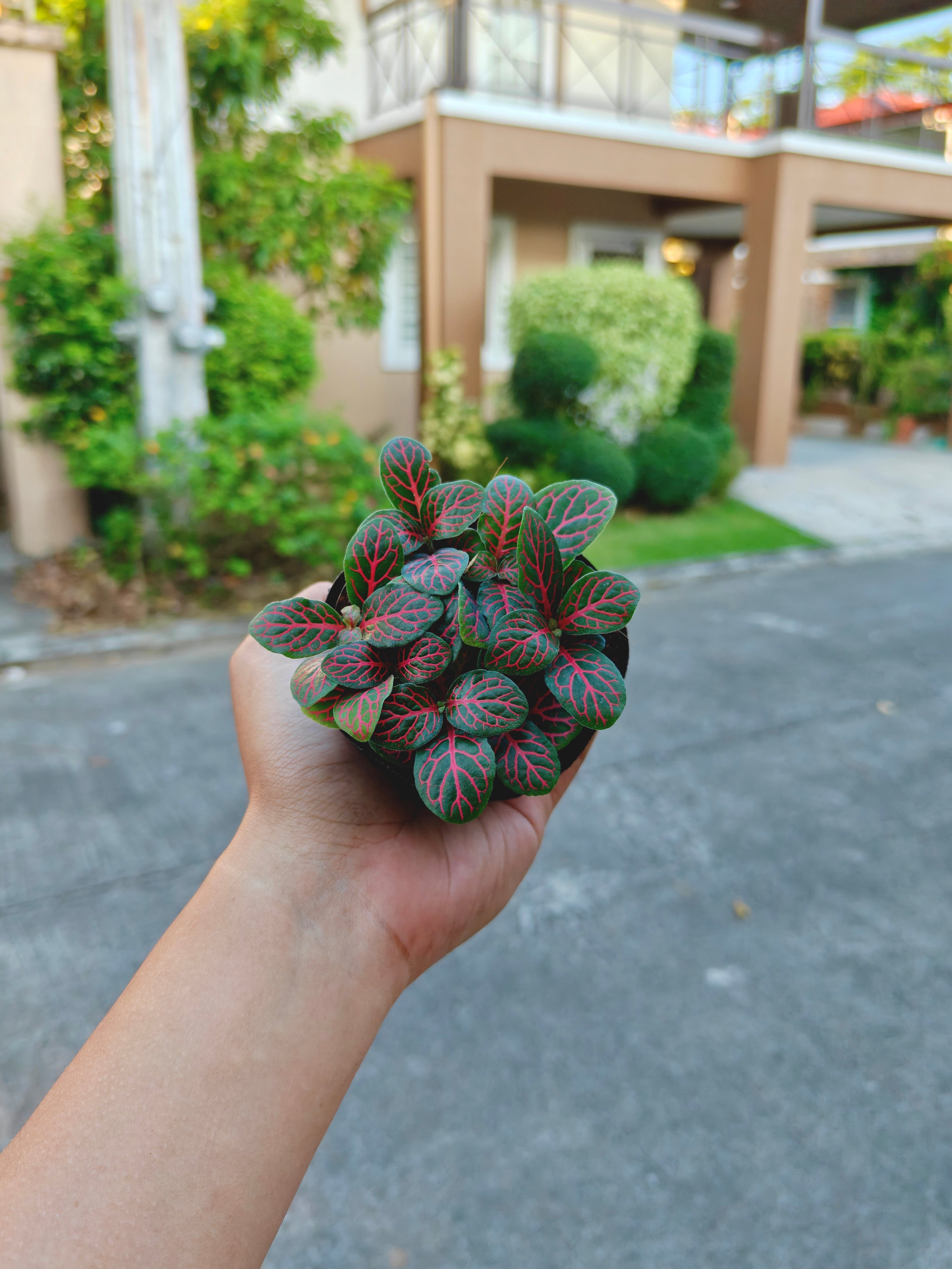 Fittonia