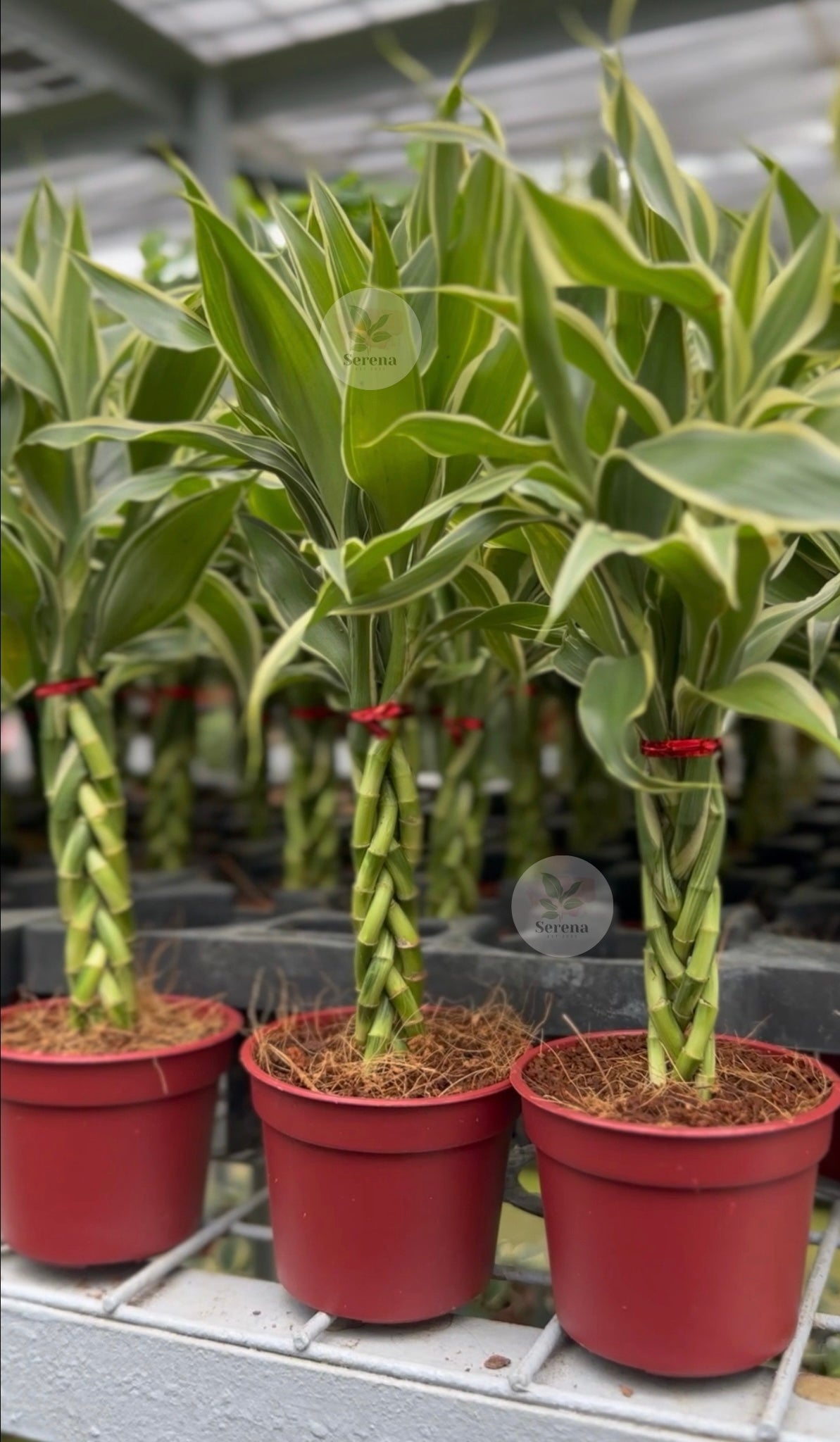 Lucky Bamboo Braided
