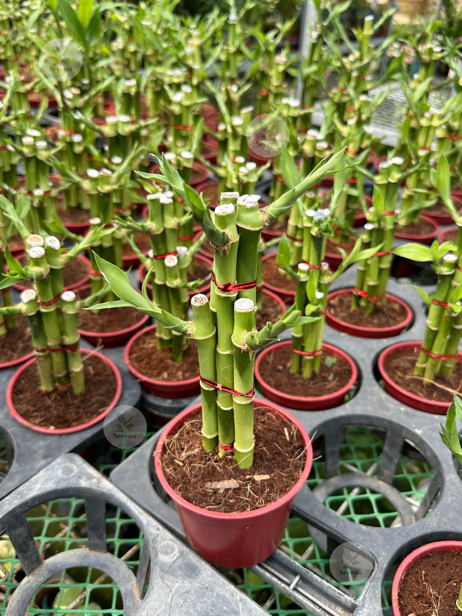 Lucky Bamboo Stalks