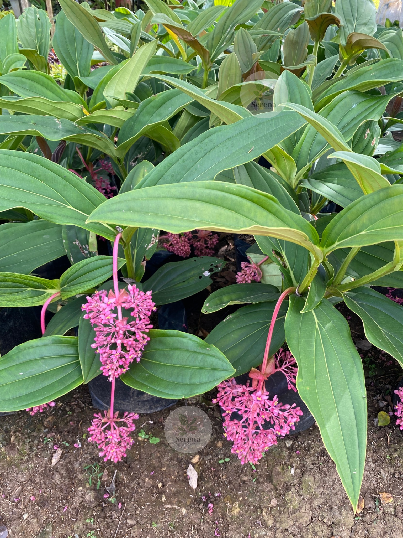 Medinilla Magnifica