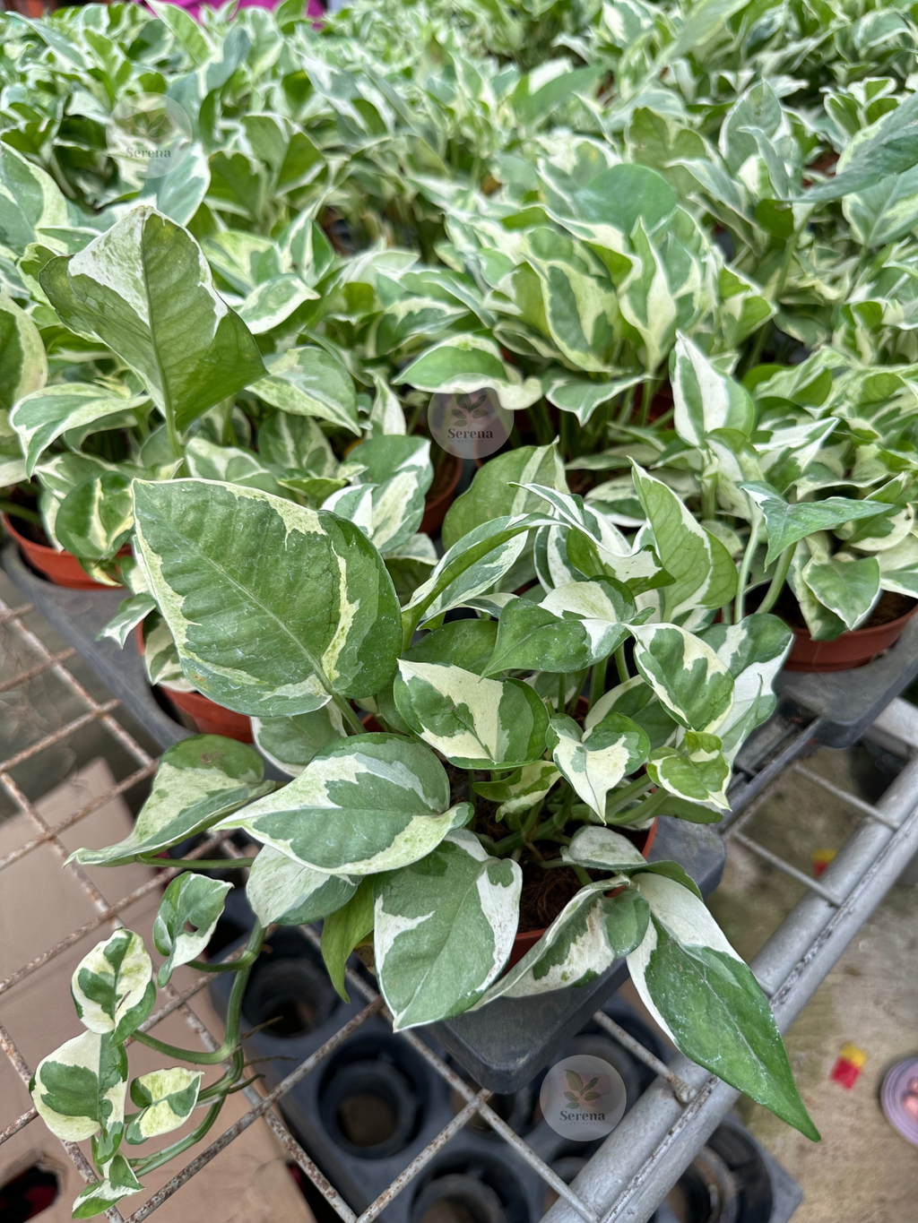 Pothos Njoy