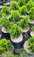 Pine Tree Cypress
