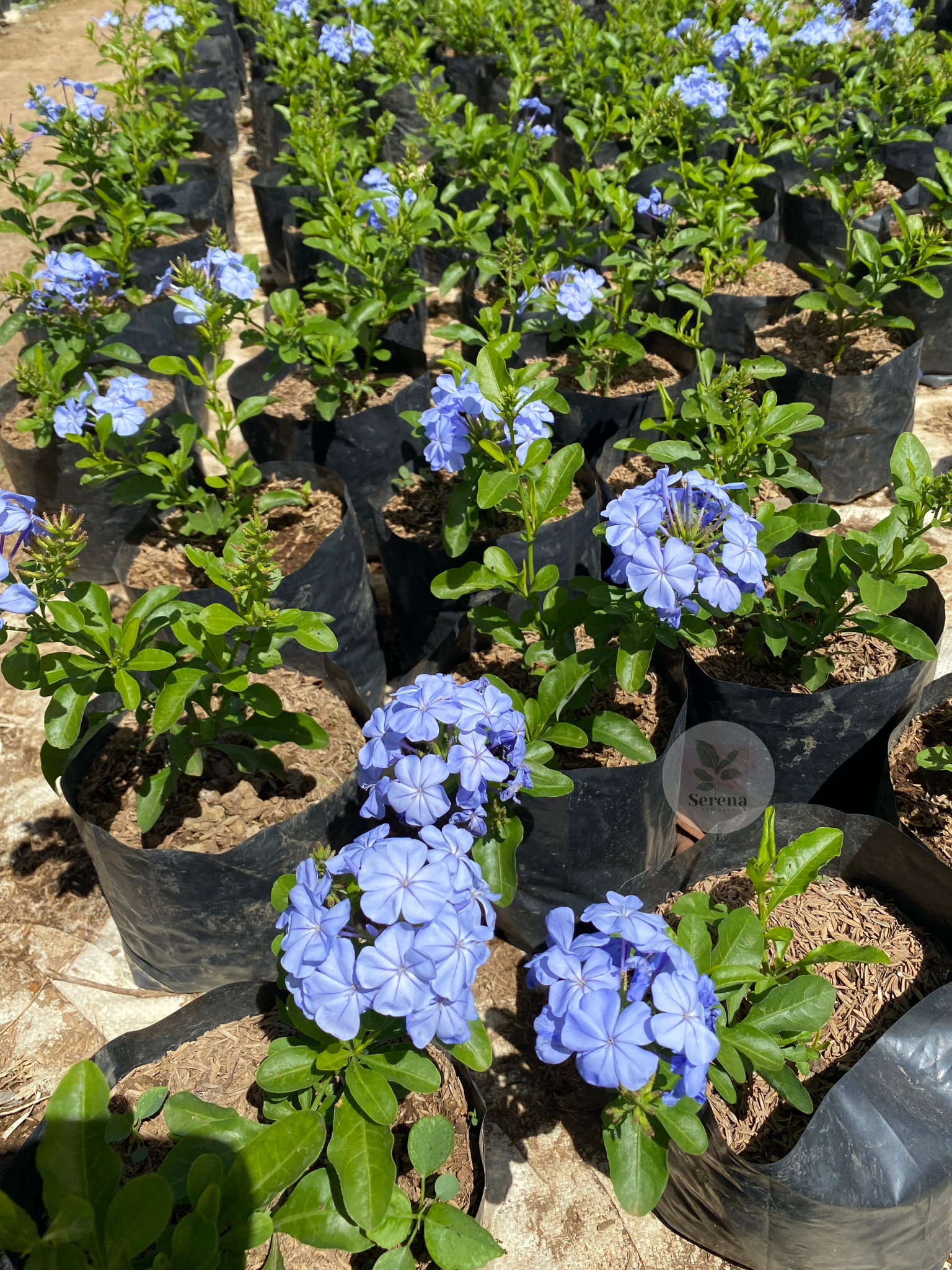 Plumbago