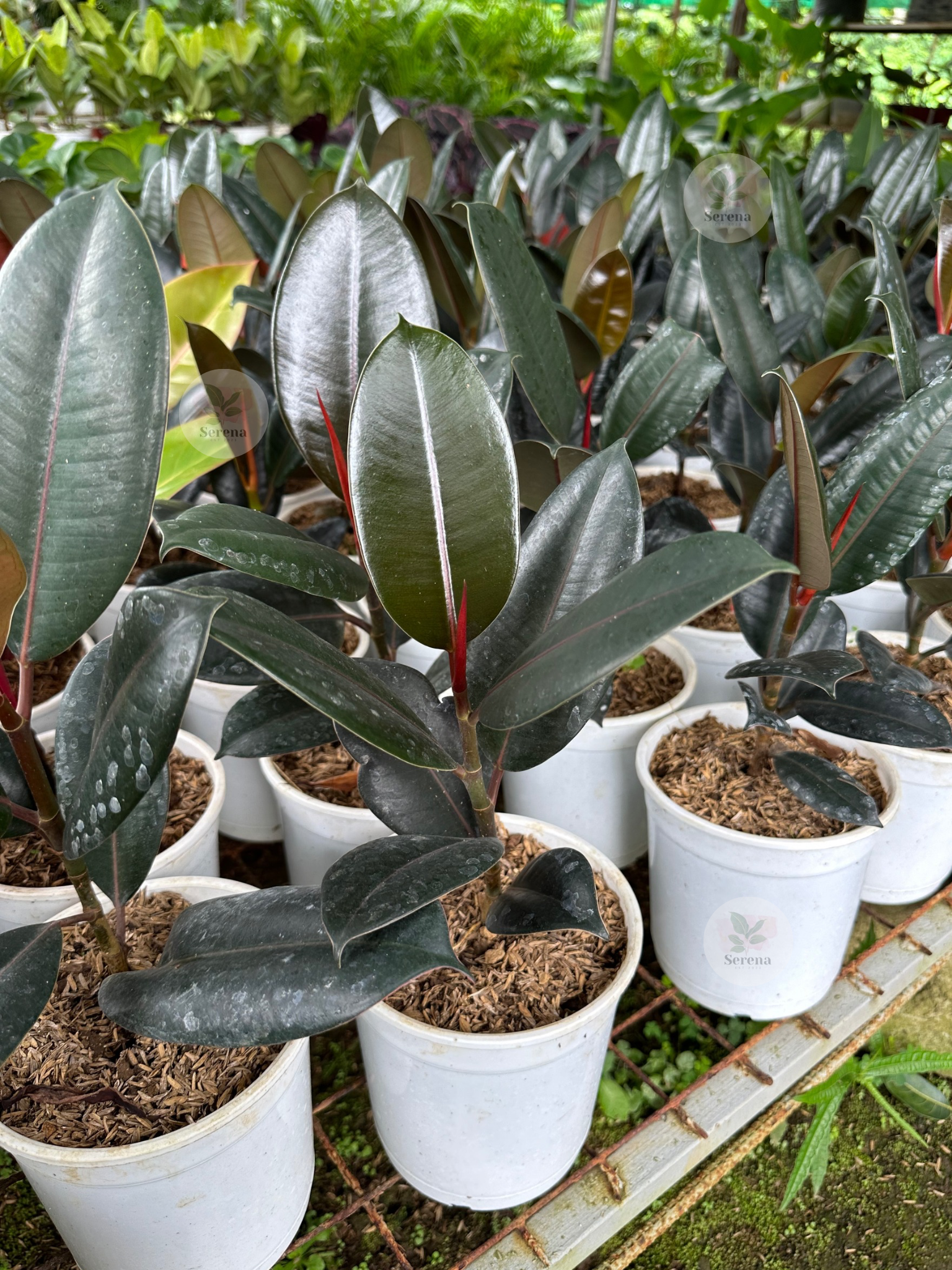 Rubber Tree Black Prince S