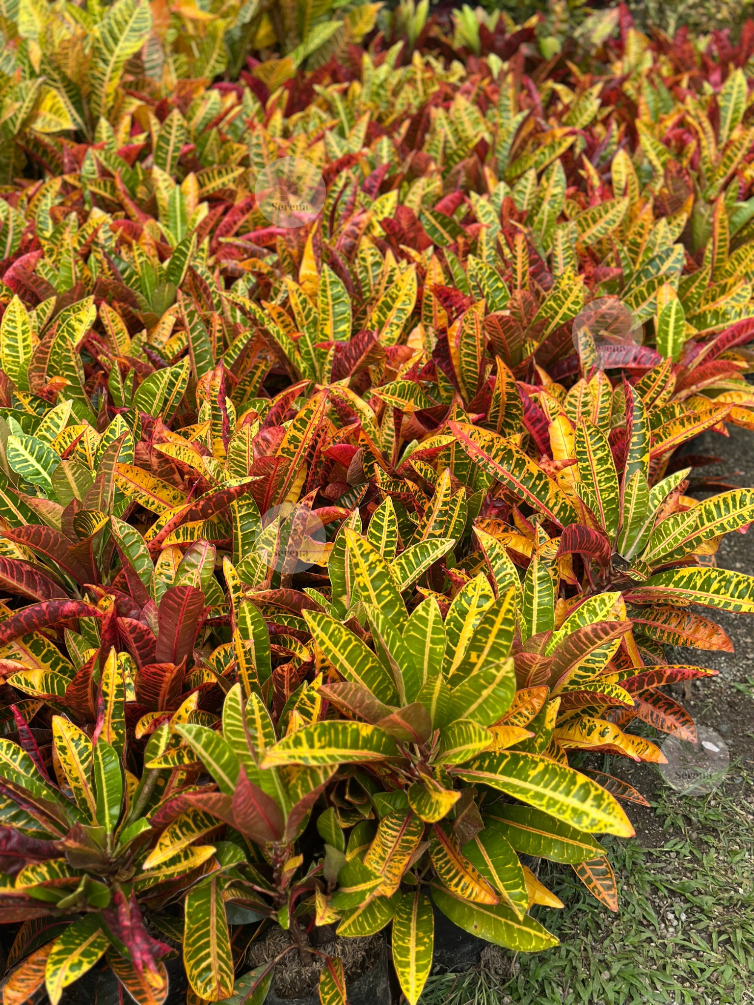 San Francisco Minangga