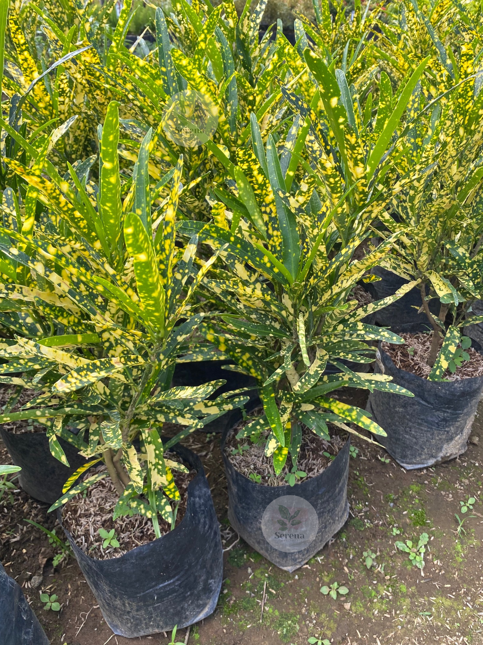 San Francisco Toothpick