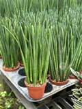 Sanseveria Bacularis