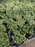 Serissa Japonica
