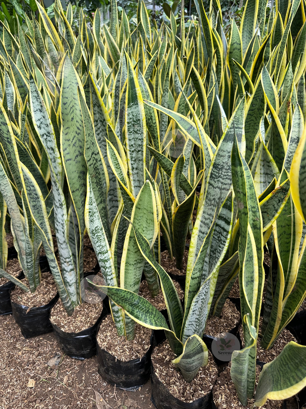 Snake Plant