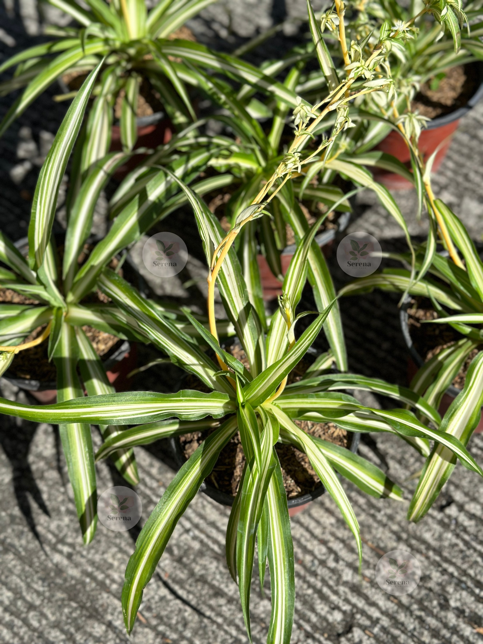 Spider Plant