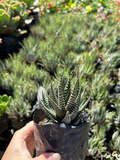 Zebra Haworthia