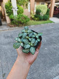 Fittonia
