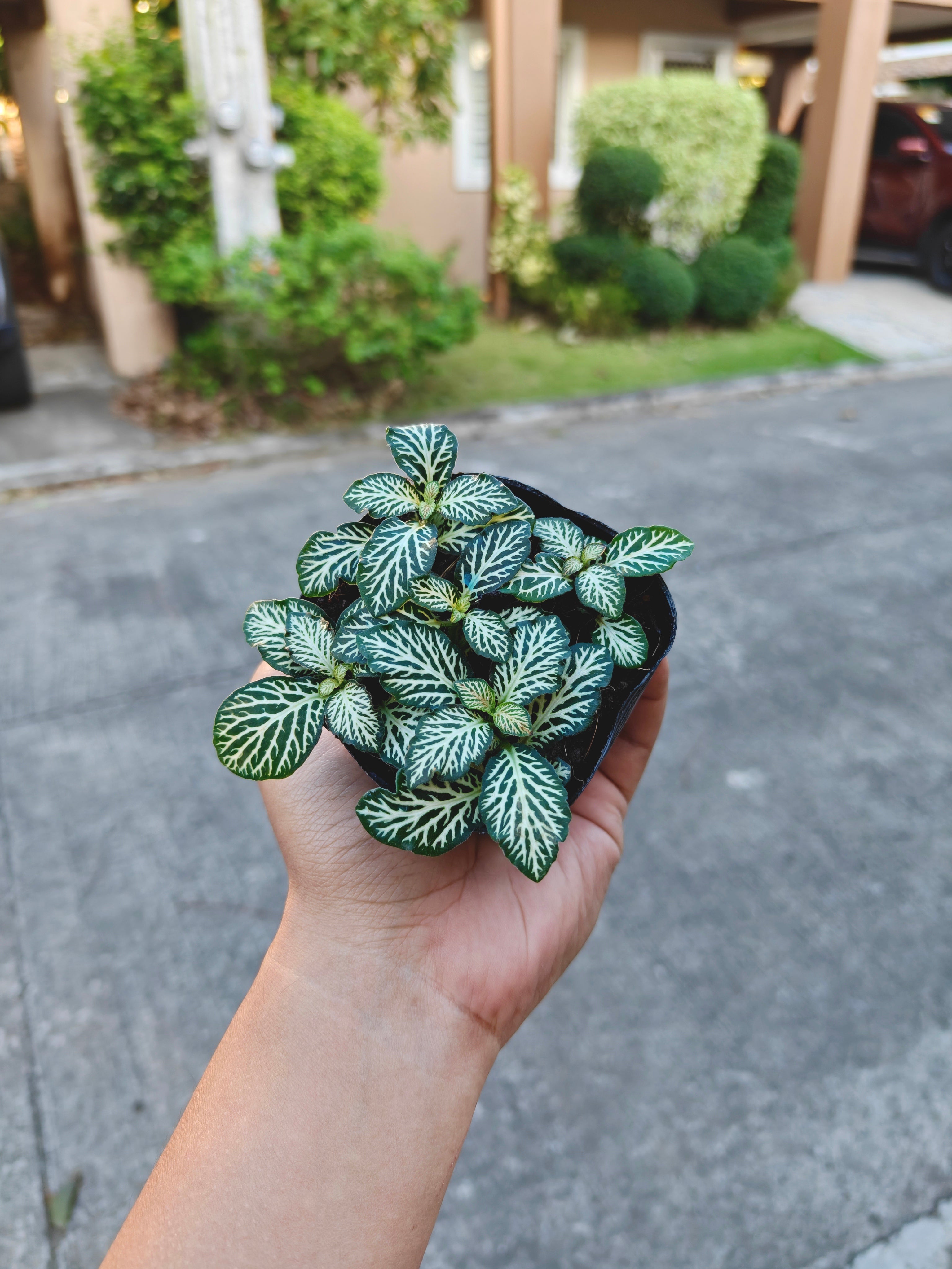 Fittonia